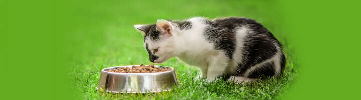 katzennapf kategorieeinstiegsbanner